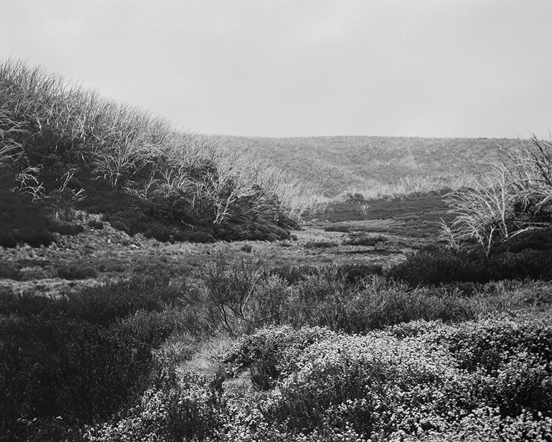 Bogong High Plains, Alpine National Park (4142/1)