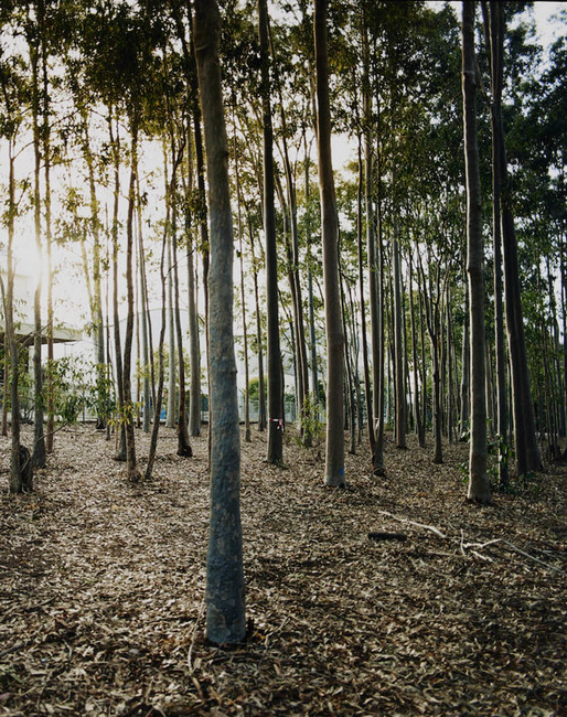 Avenues (stereoscope) 1
