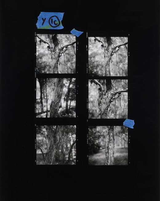 Proof sheet enlargement (Melaleuca)