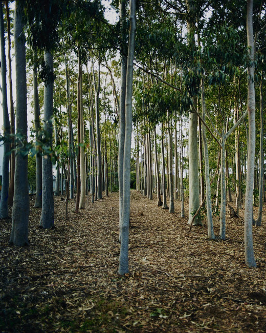 Avenues (stereoscope) 2