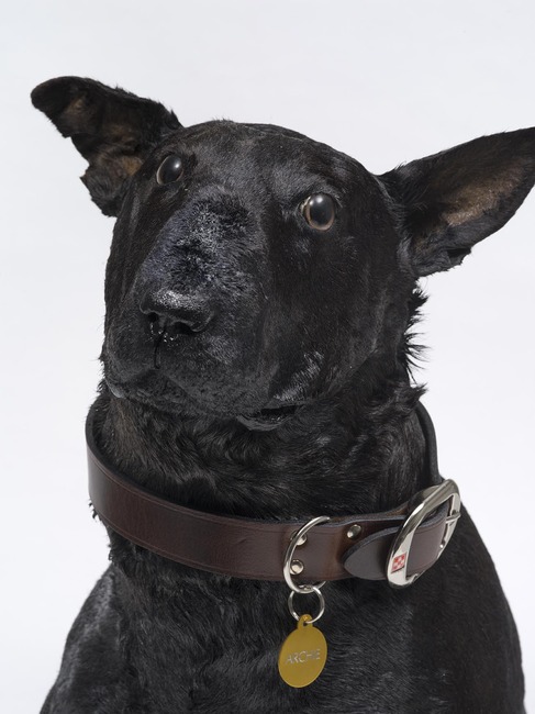 Archie Moore Black Dog face detail