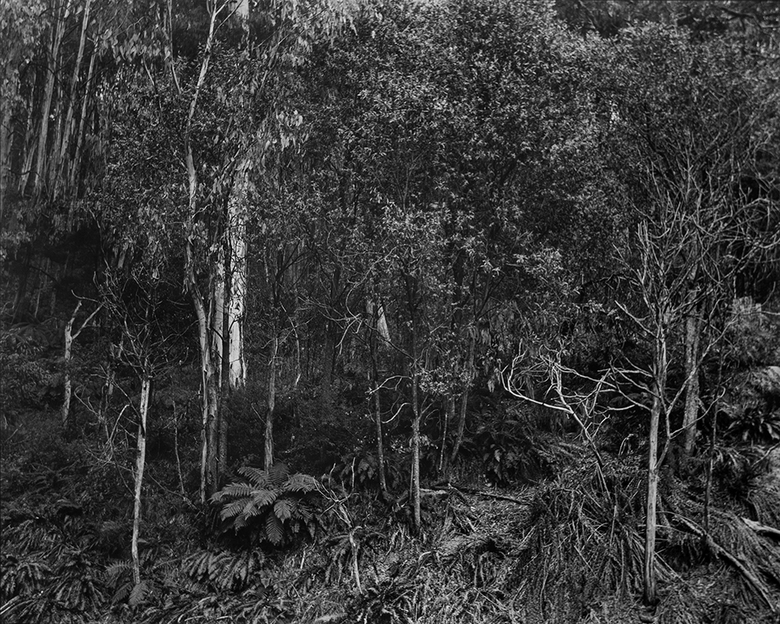 Fainter Creek, Alpine National Park (4417/16)